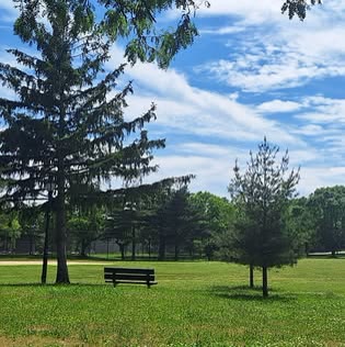 Green park with evergreens, a bench, and a bright sky